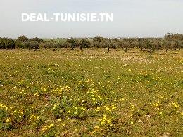 deal tunisie annonce