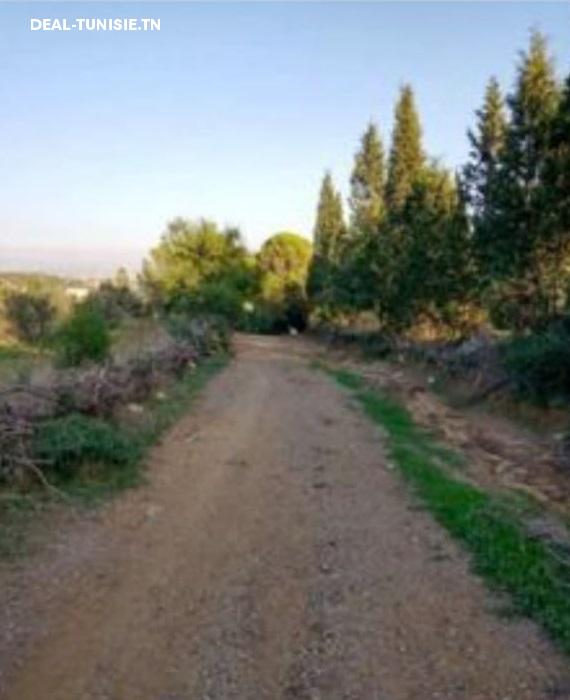 deal tunisie annonce