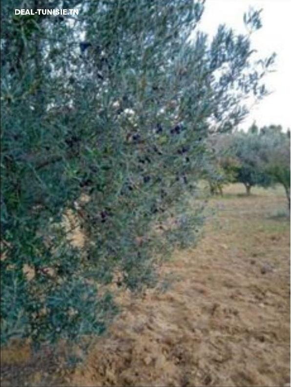 Image Annonce Deal-tunisie