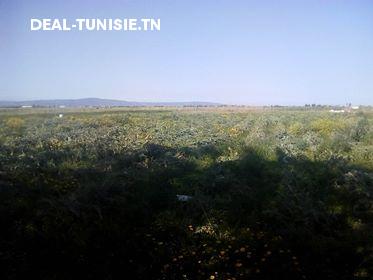 Image Annonce Deal-tunisie
