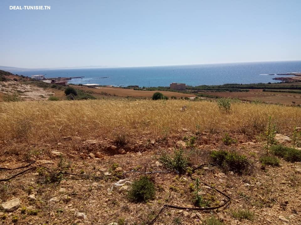 Image Annonce Deal-tunisie