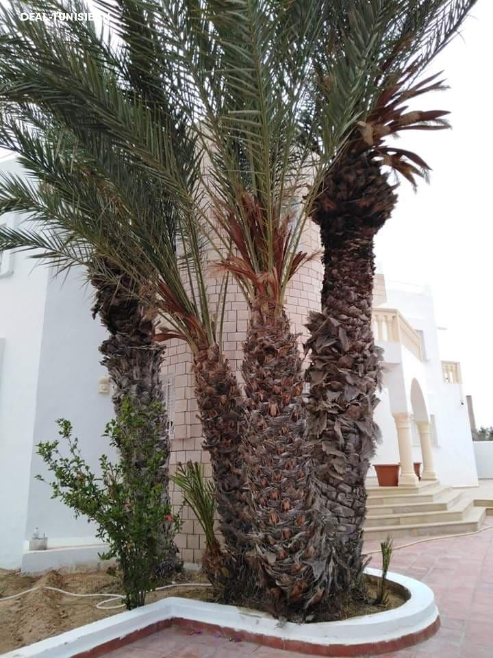 Image Annonce Deal-tunisie