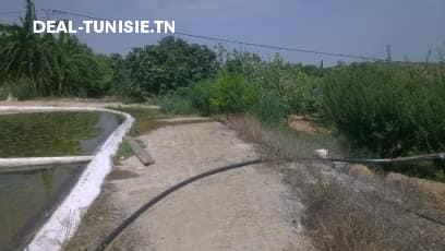 Image Annonce Deal-tunisie