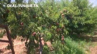Image Annonce Deal-tunisie