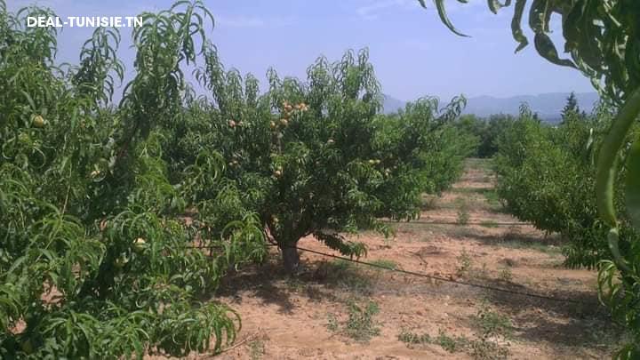 Image Annonce Deal-tunisie