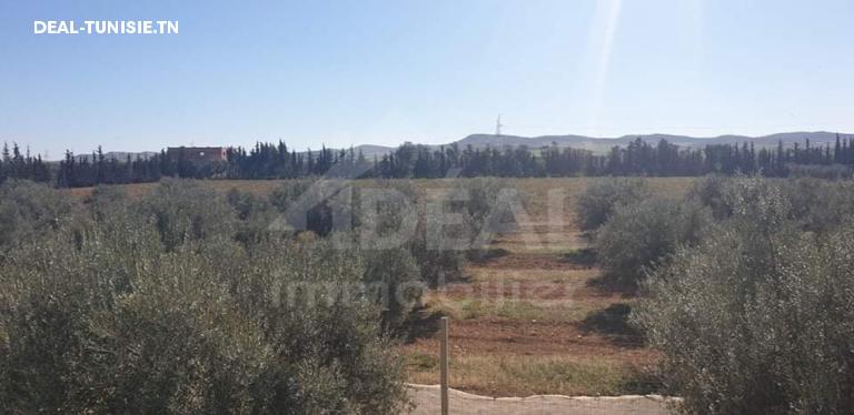 Image Annonce Deal-tunisie