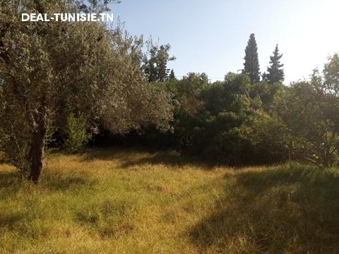Image Annonce Deal-tunisie