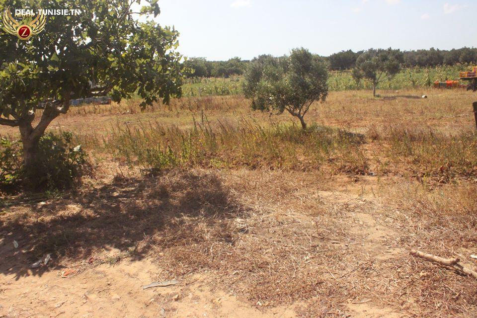 Image Annonce Deal-tunisie