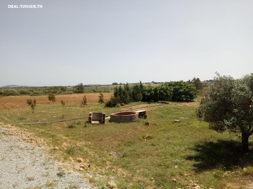 Image Annonce Deal-tunisie