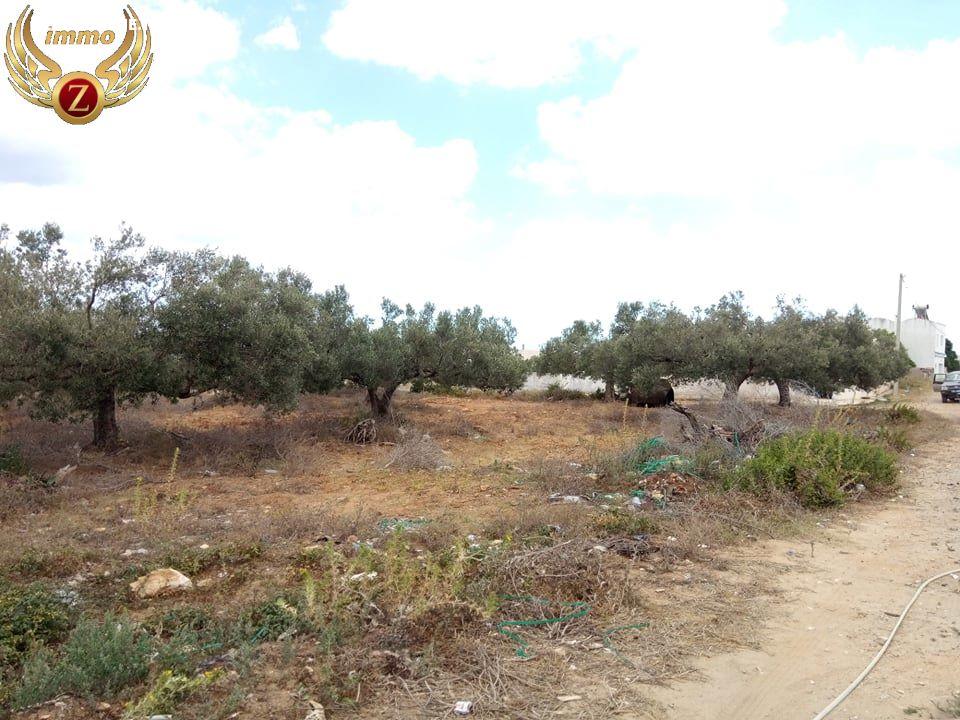 Image Annonce Deal-tunisie