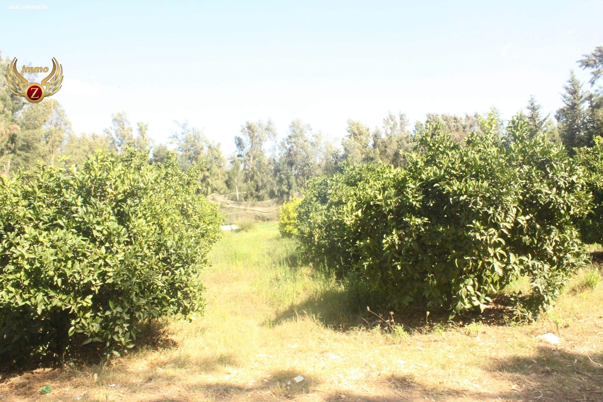 Image Annonce Deal-tunisie