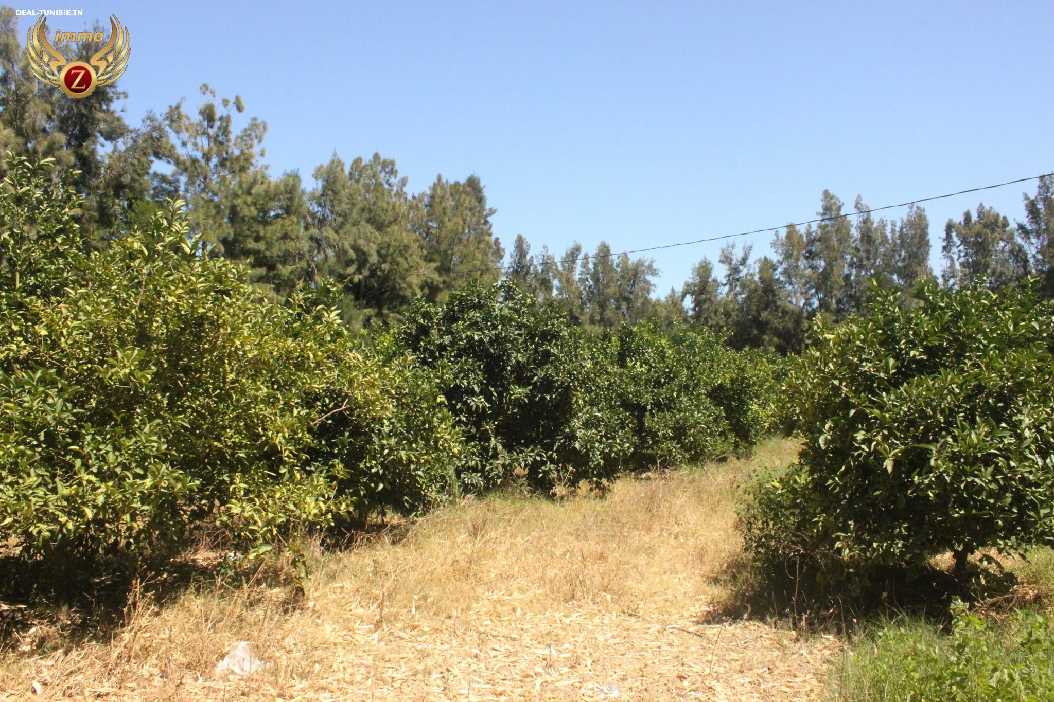 Image Annonce Deal-tunisie