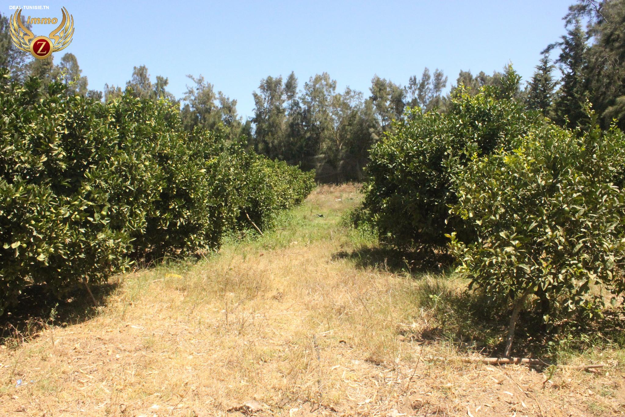 Image Annonce Deal-tunisie