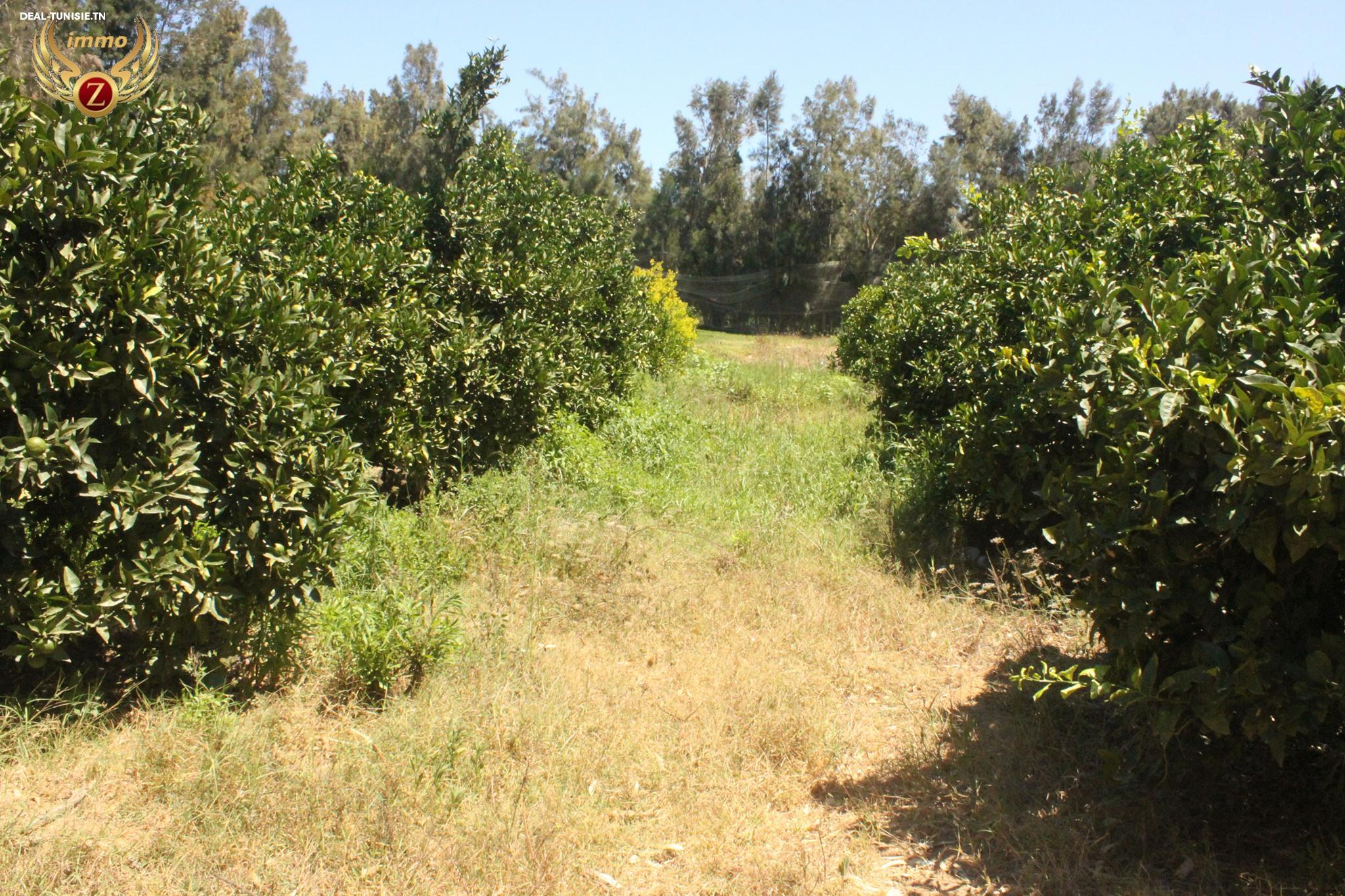 Image Annonce Deal-tunisie
