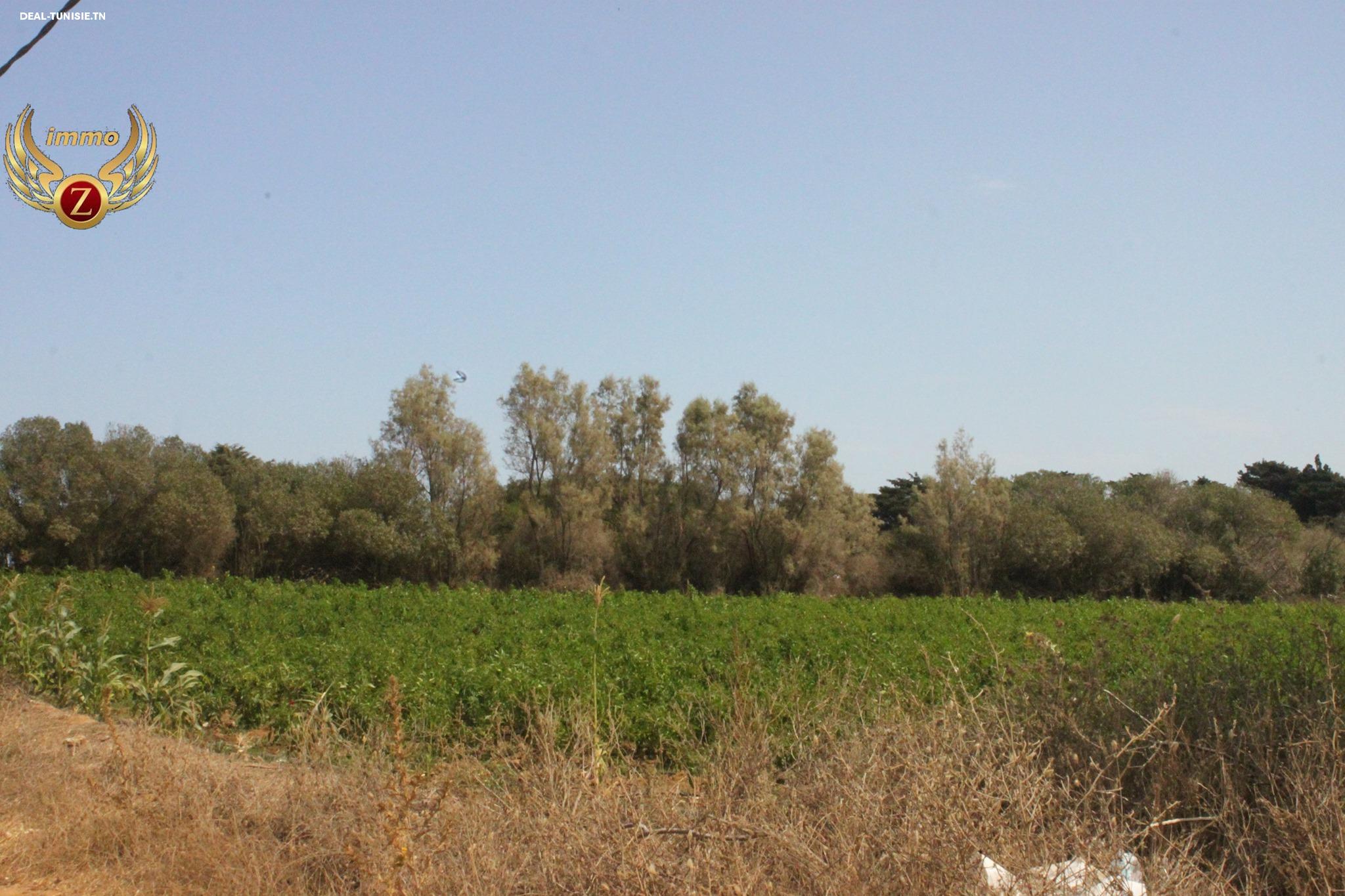Image Annonce Deal-tunisie