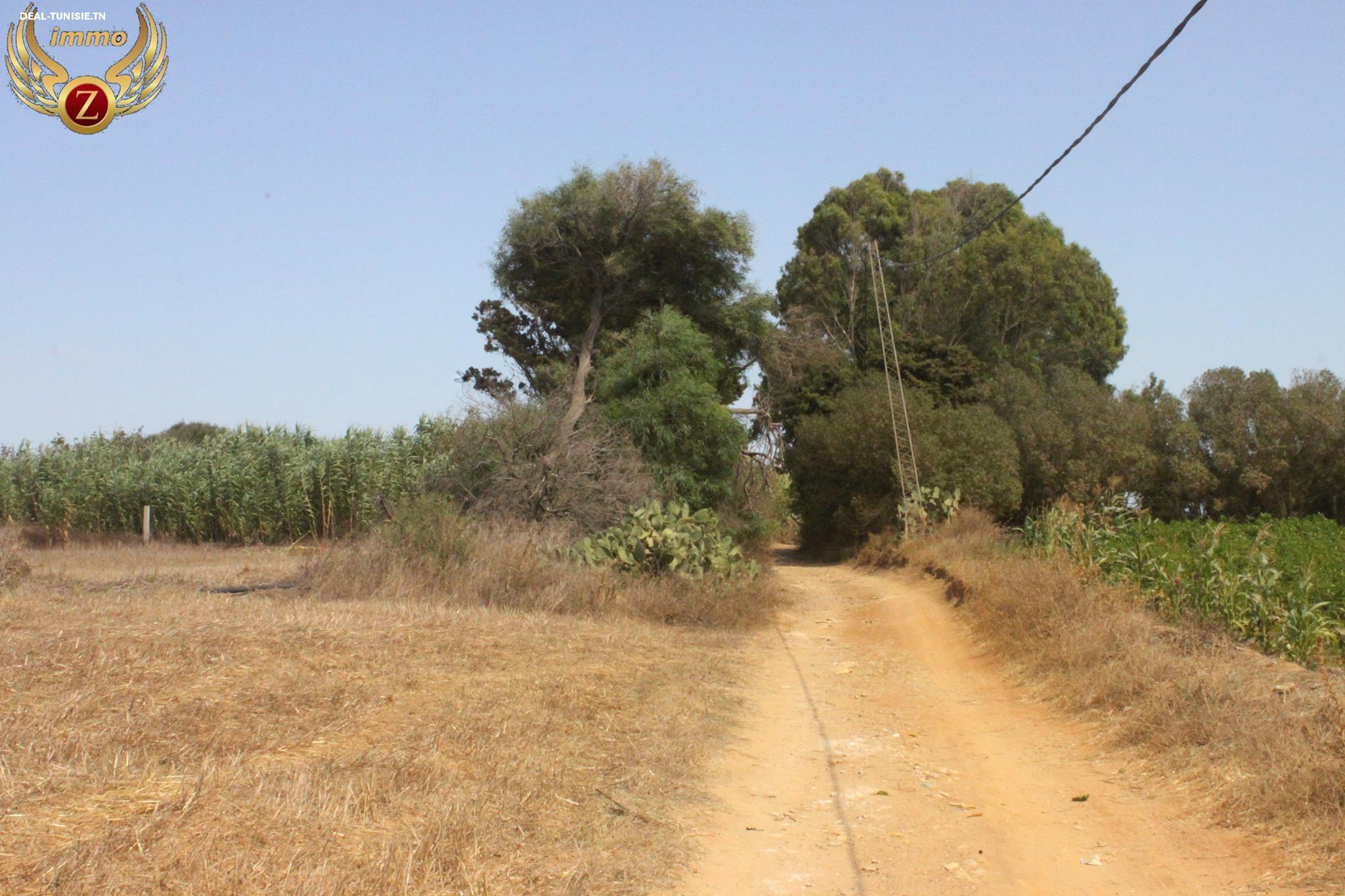 Image Annonce Deal-tunisie