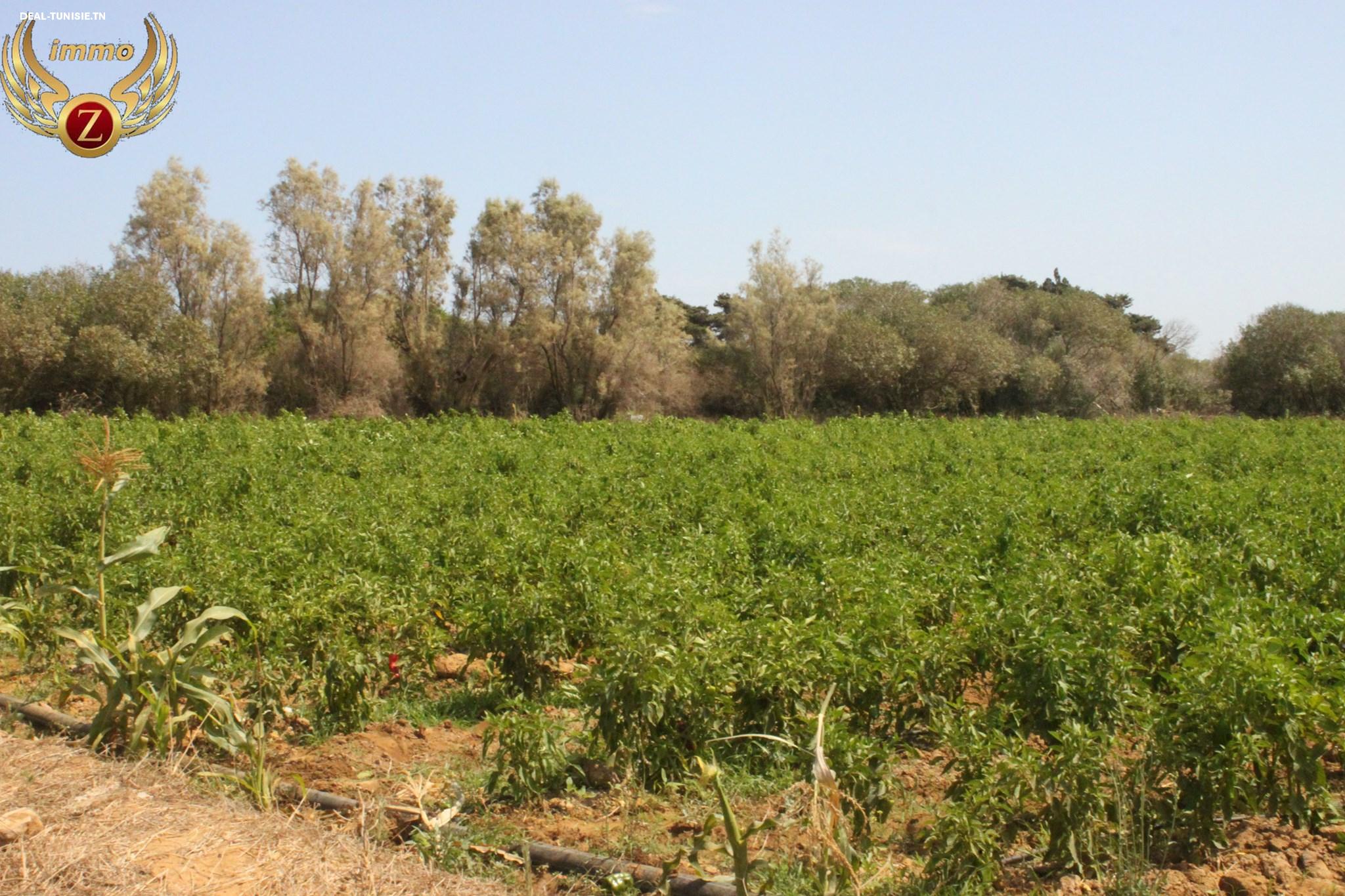 Image Annonce Deal-tunisie