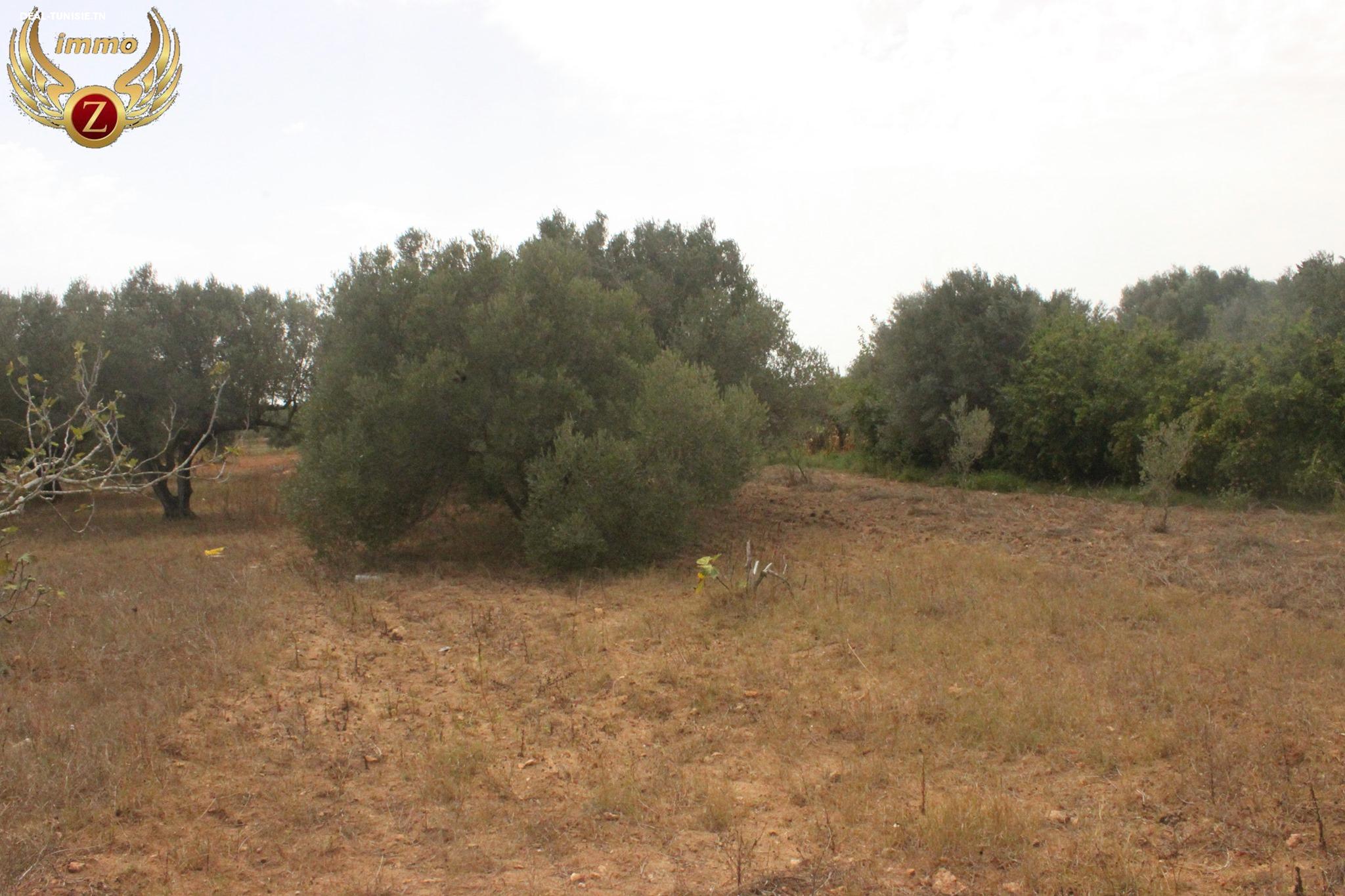 Image Annonce Deal-tunisie