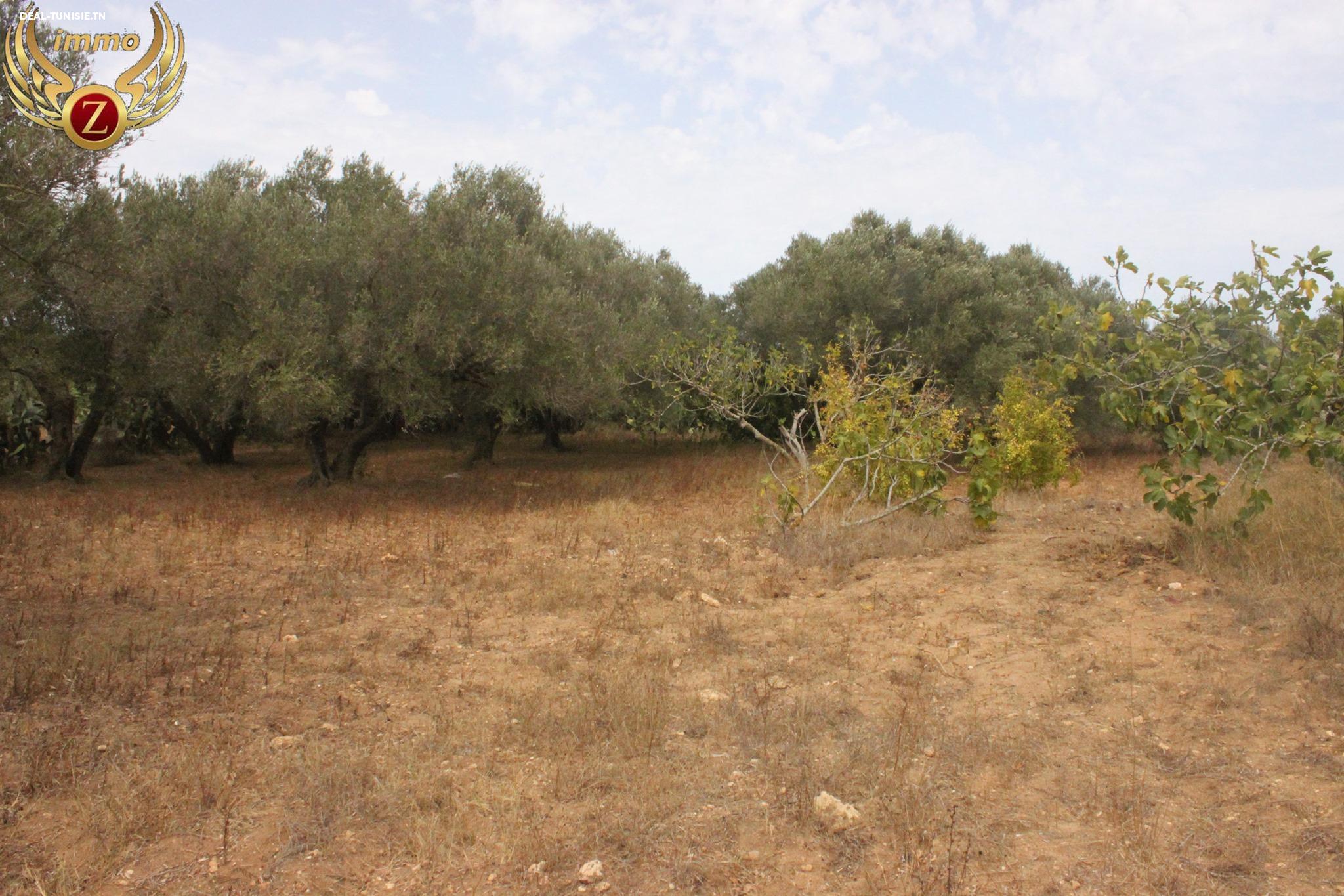 Image Annonce Deal-tunisie