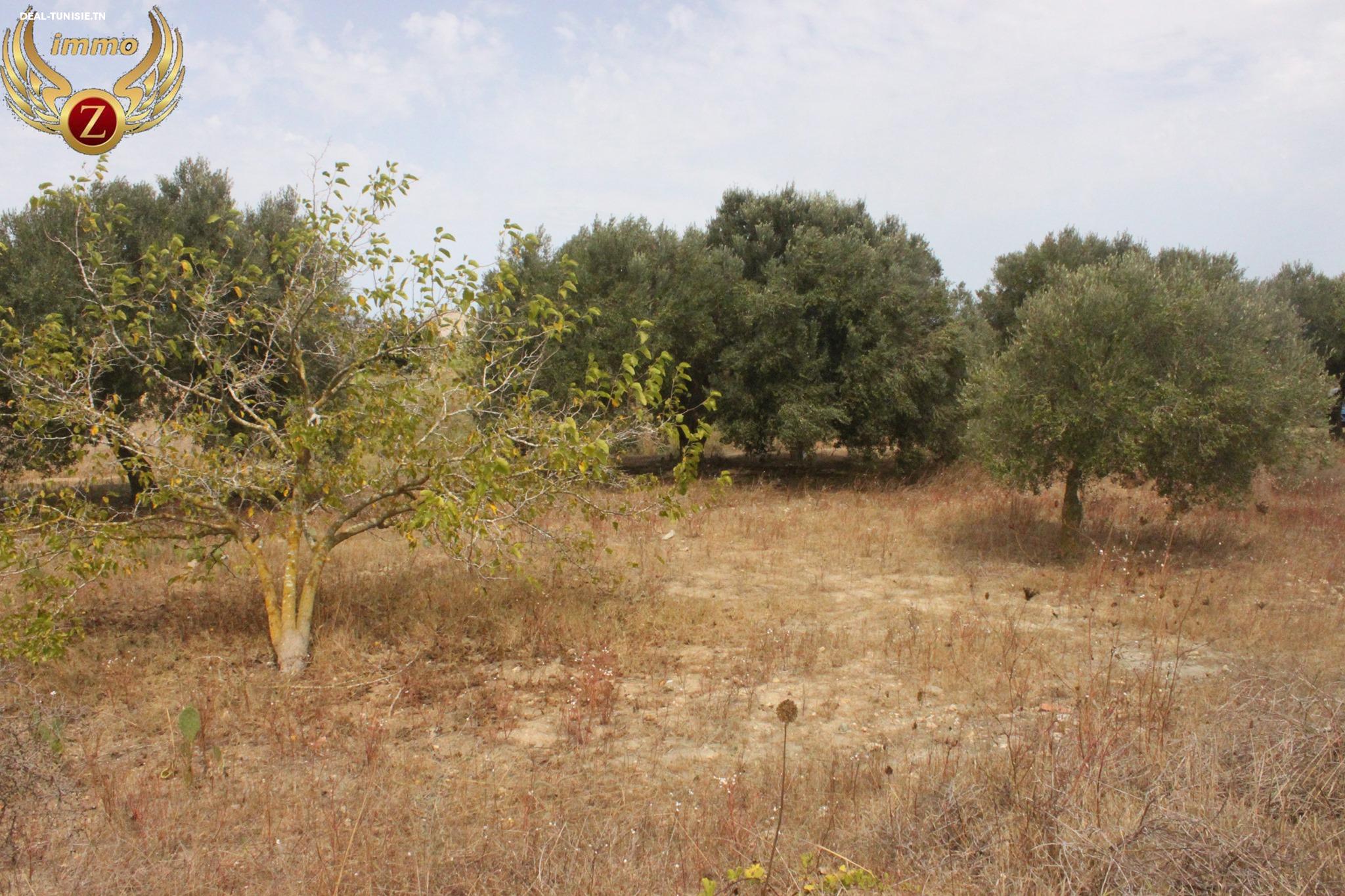 Image Annonce Deal-tunisie