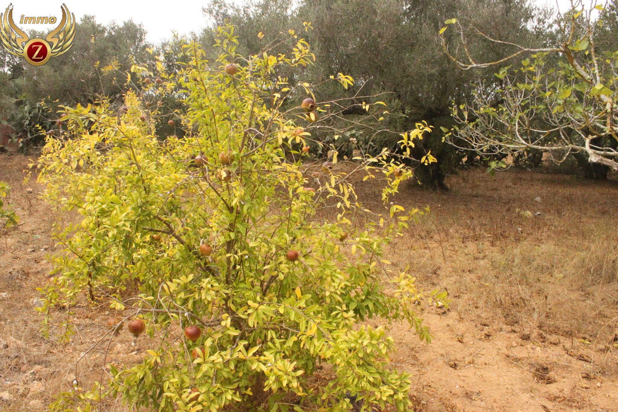 Image Annonce Deal-tunisie