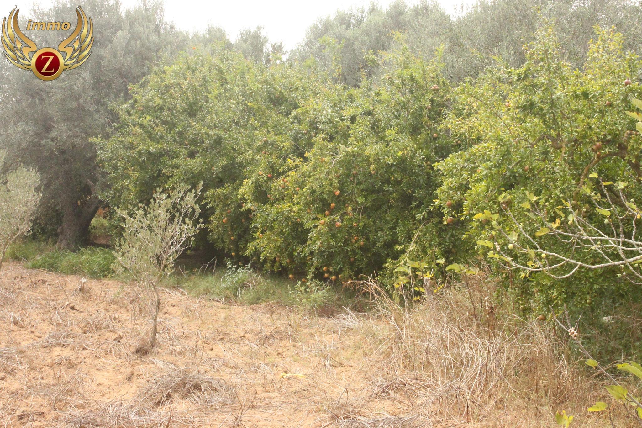 Image Annonce Deal-tunisie