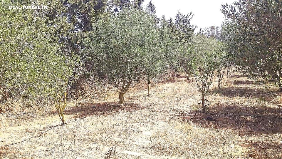 Image Annonce Deal-tunisie