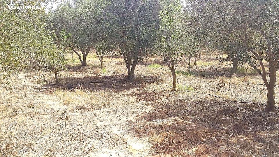 Image Annonce Deal-tunisie