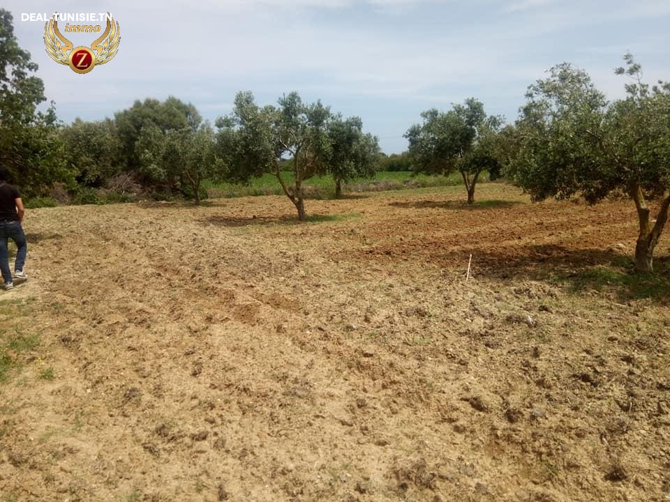 Image Annonce Deal-tunisie