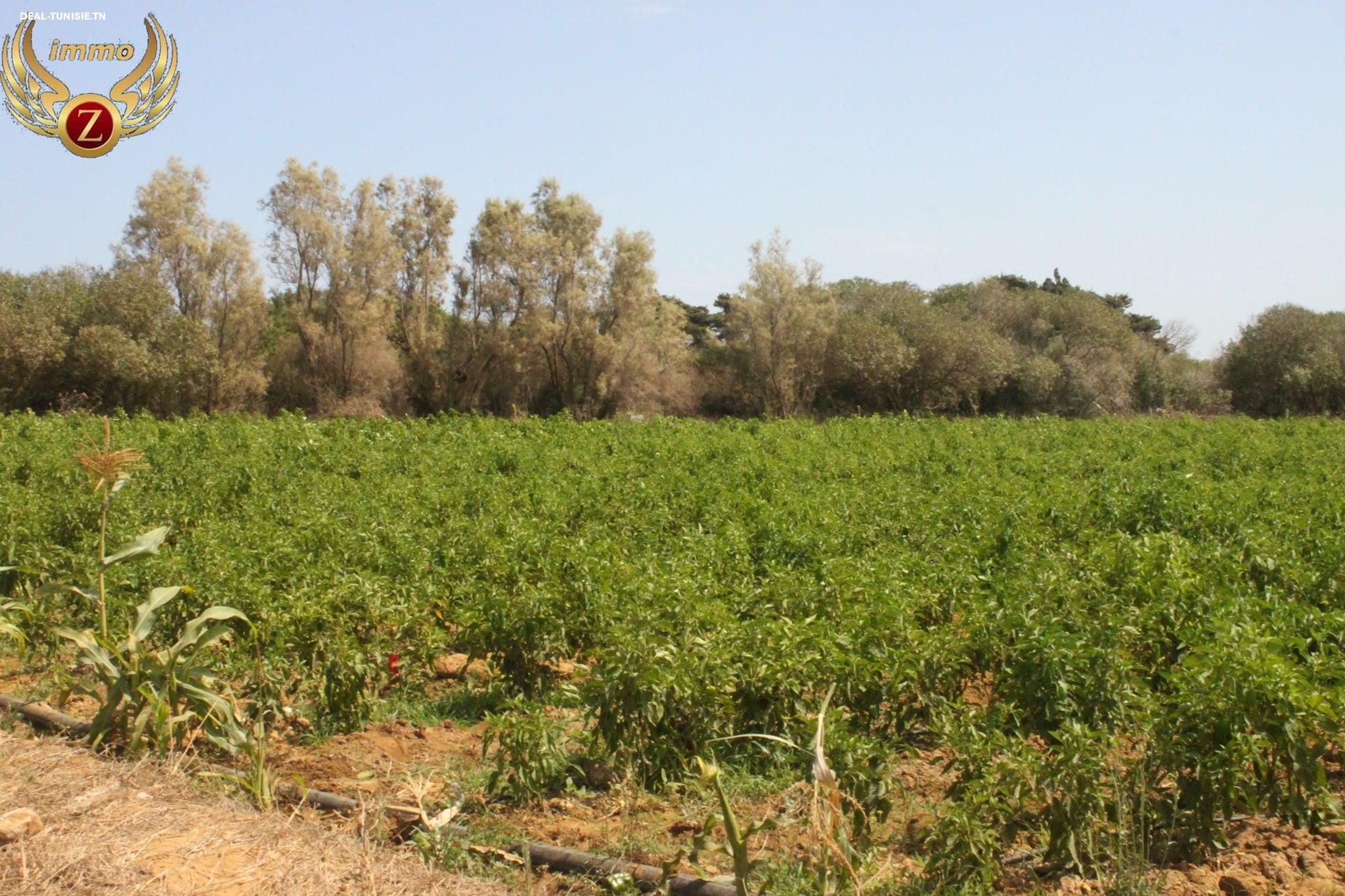 Image Annonce Deal-tunisie