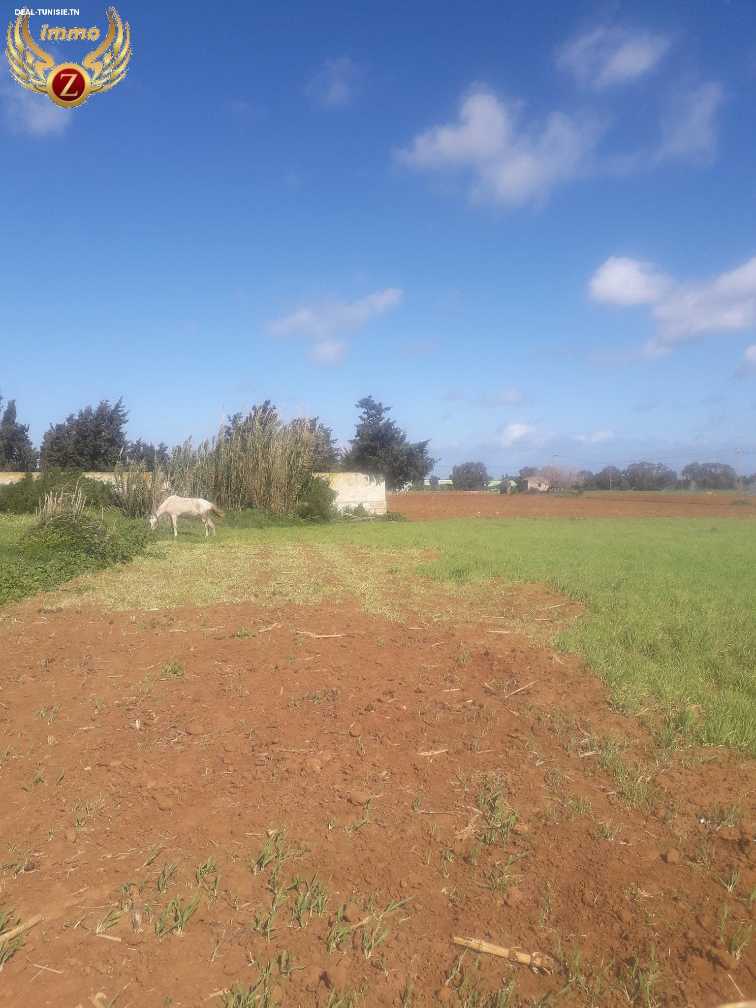 Image Annonce Deal-tunisie