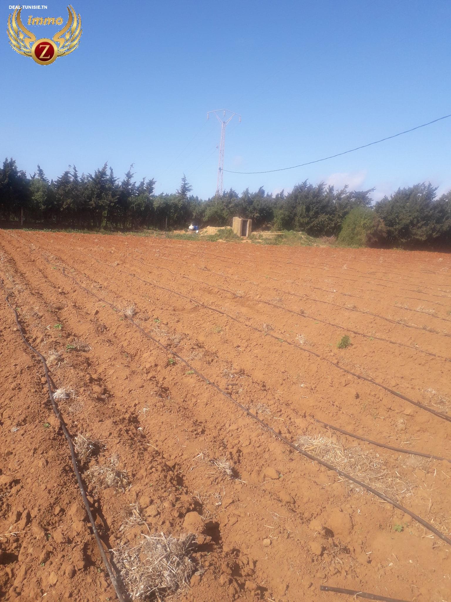 Image Annonce Deal-tunisie