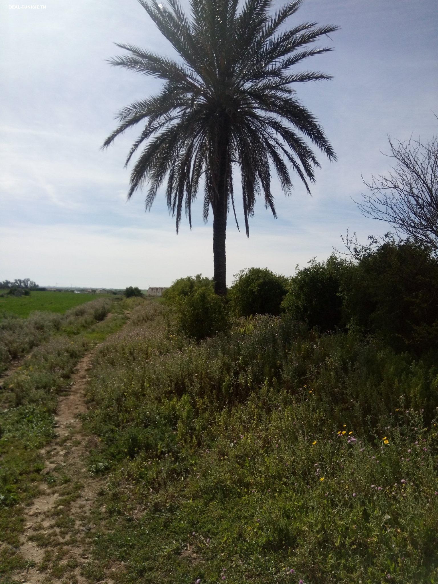 Image Annonce Deal-tunisie