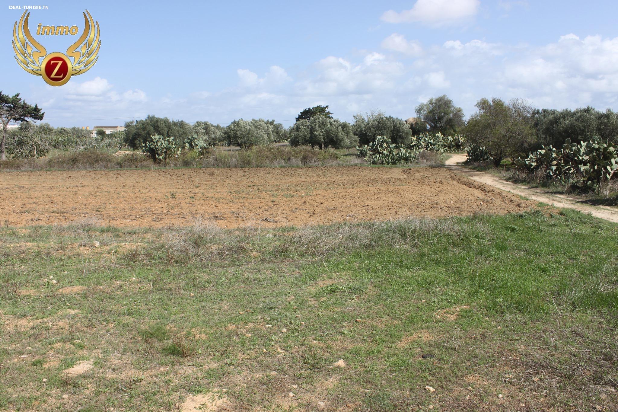Image Annonce Deal-tunisie