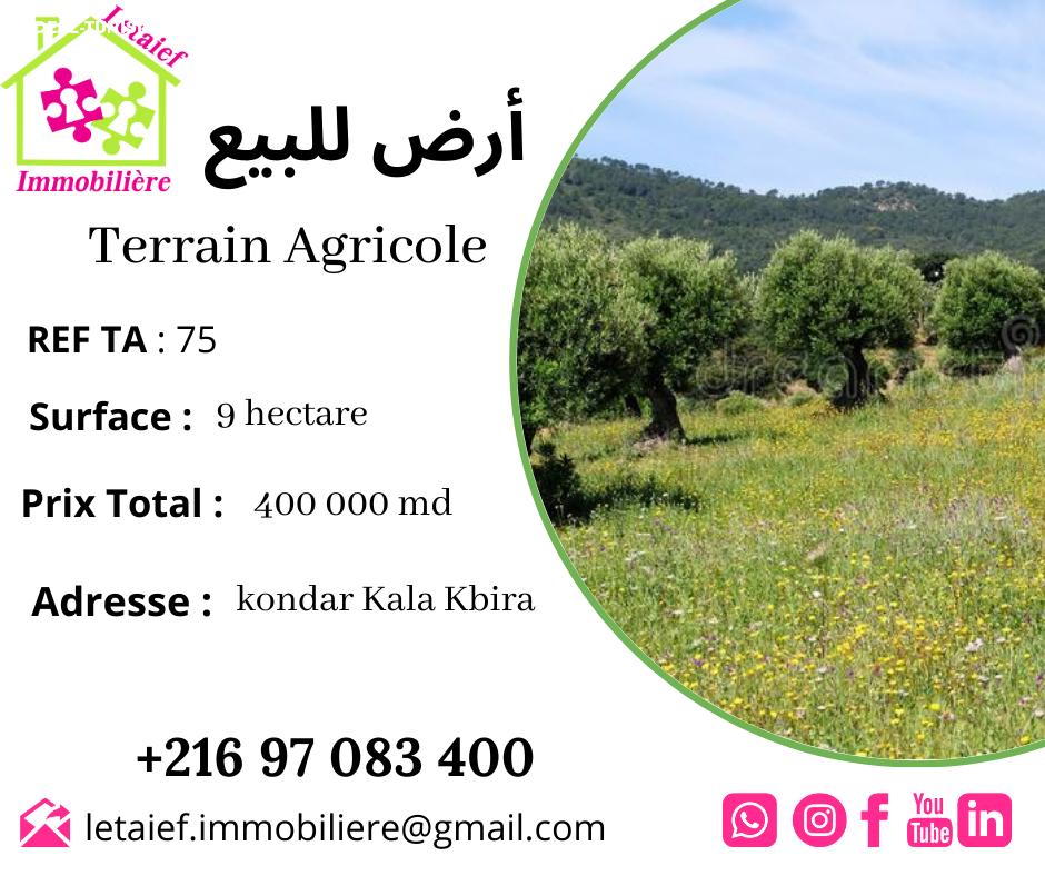 deal tunisie annonce