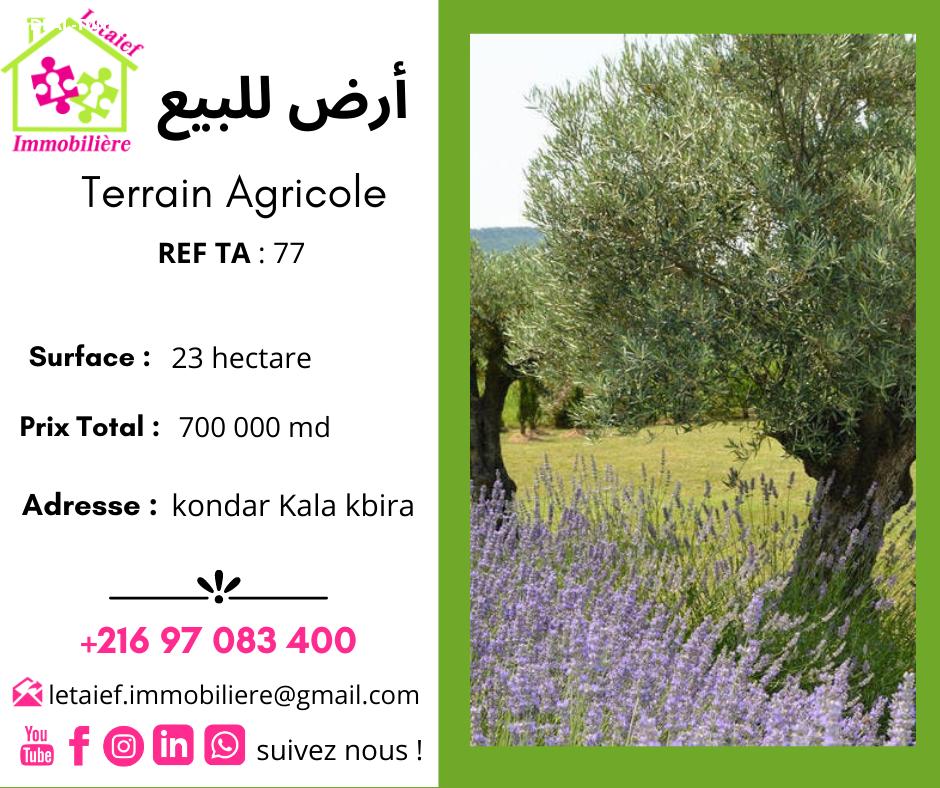 deal tunisie annonce