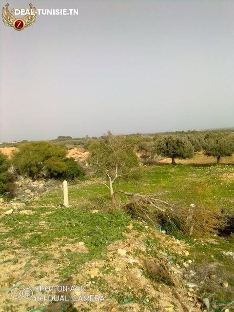 Image Annonce Deal-tunisie