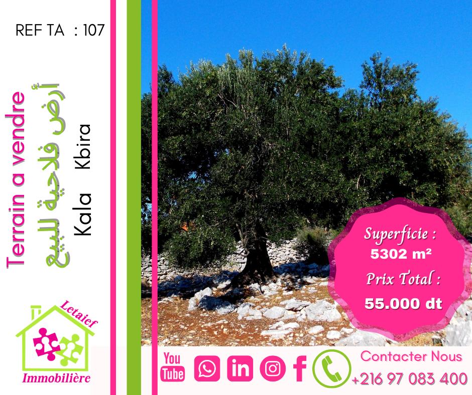 deal tunisie annonce