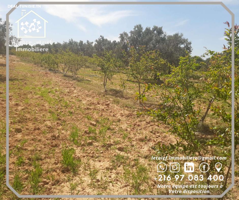 Image Annonce Deal-tunisie