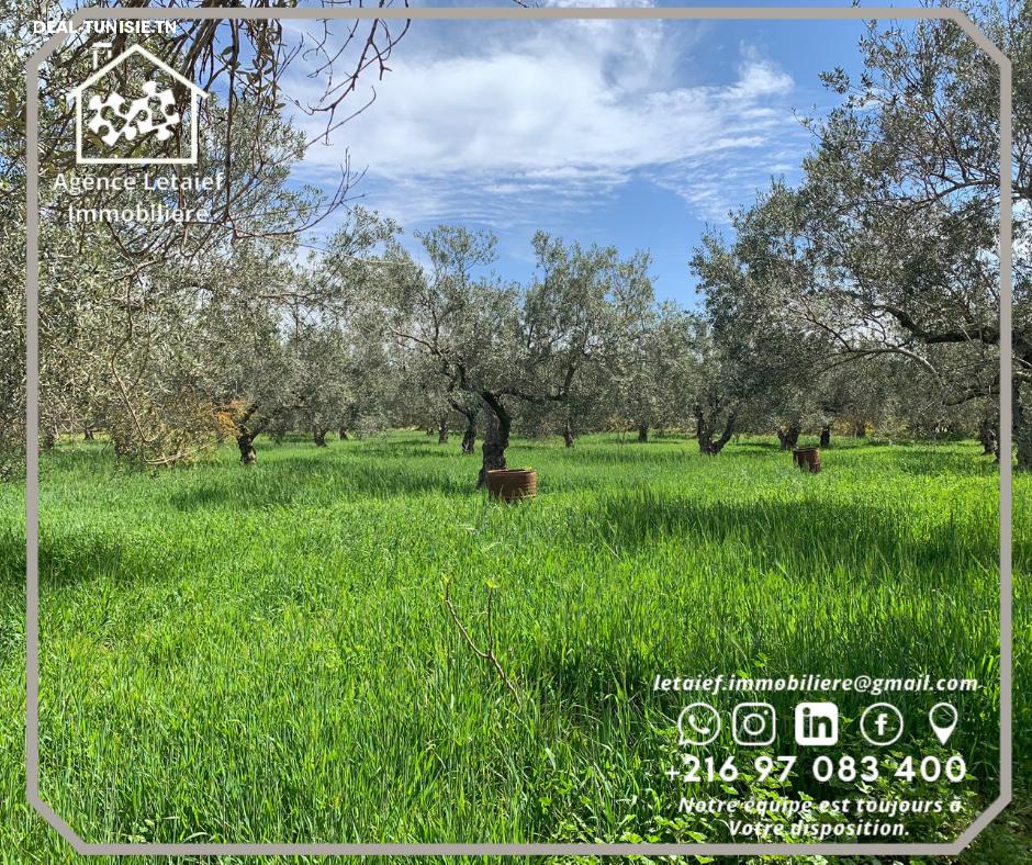 Image Annonce Deal-tunisie