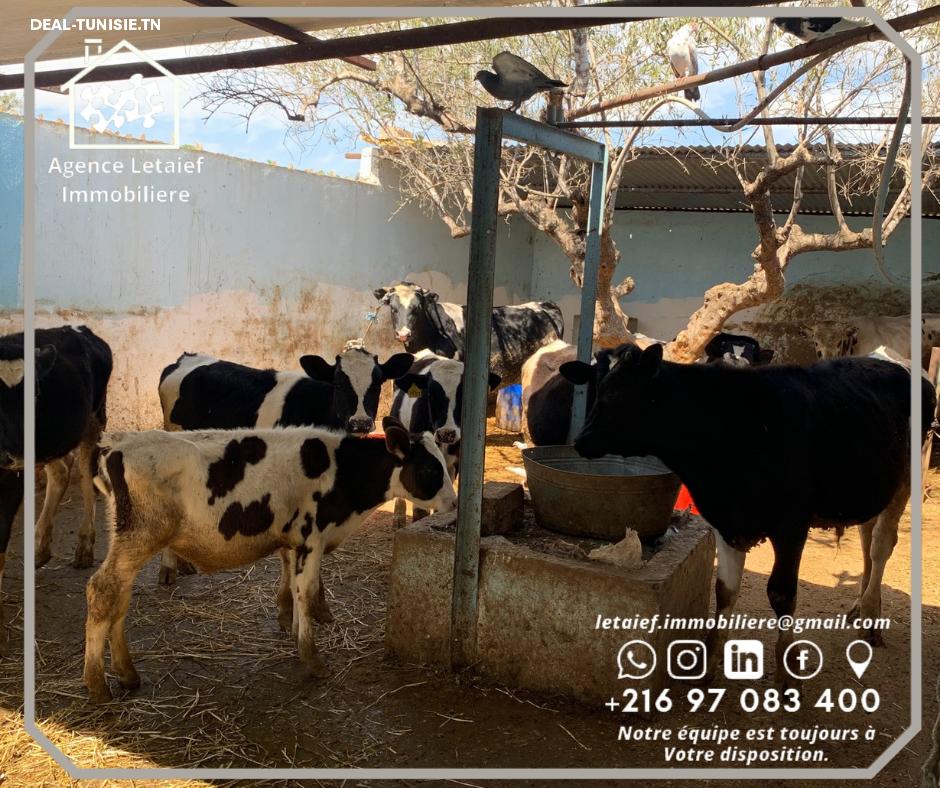 Image Annonce Deal-tunisie