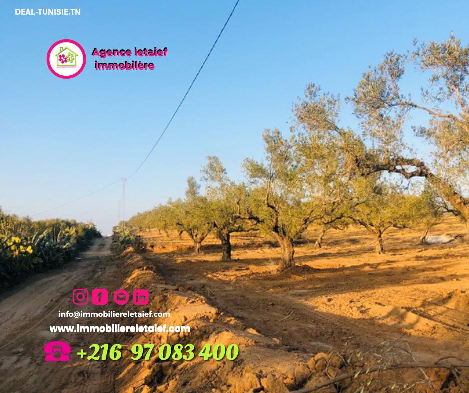 Image Annonce Deal-tunisie
