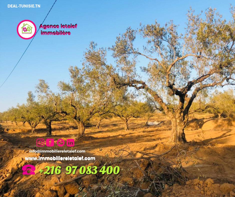 Image Annonce Deal-tunisie