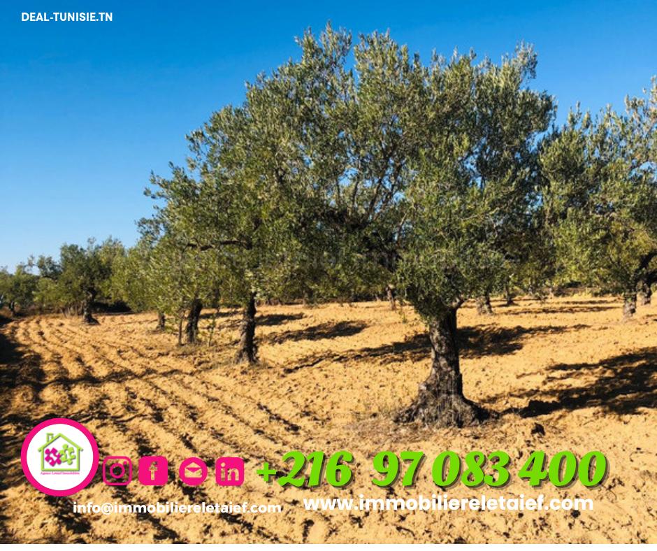 Image Annonce Deal-tunisie