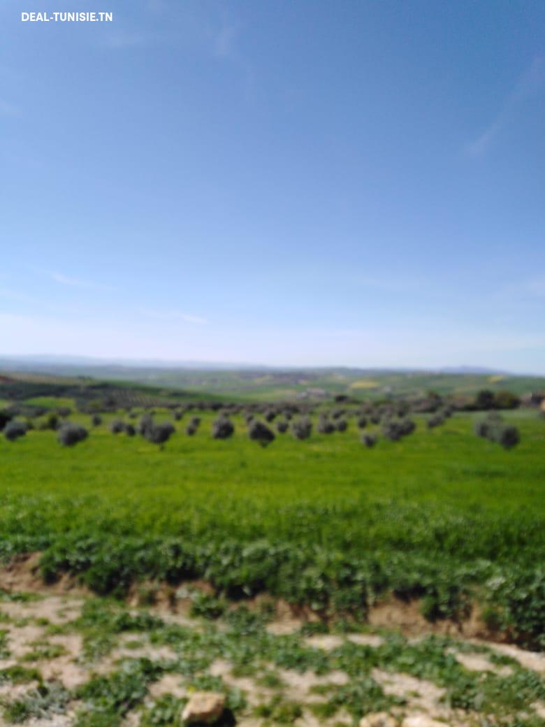 Image Annonce Deal-tunisie