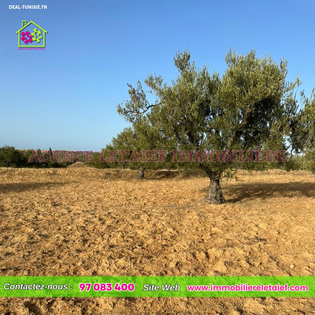 Image Annonce Deal-tunisie