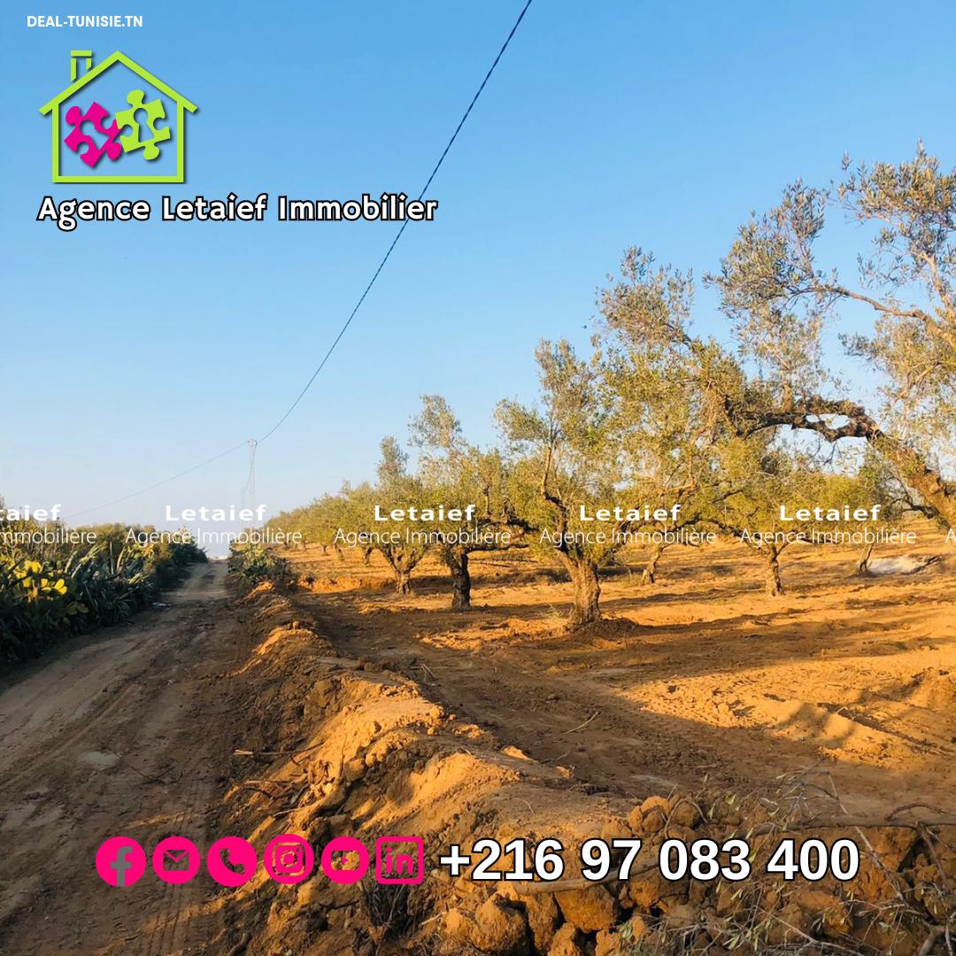 Image Annonce Deal-tunisie