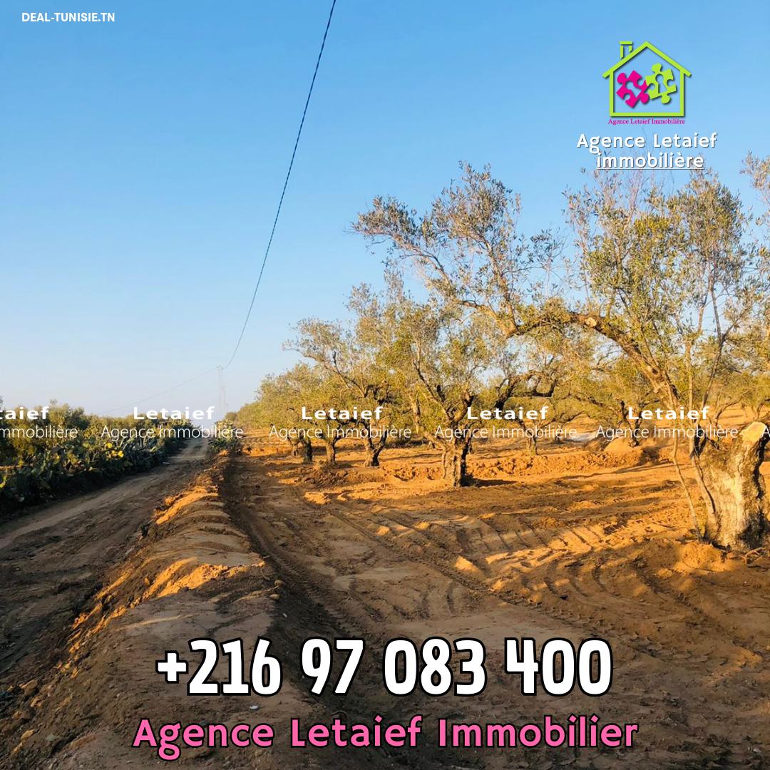 Image Annonce Deal-tunisie
