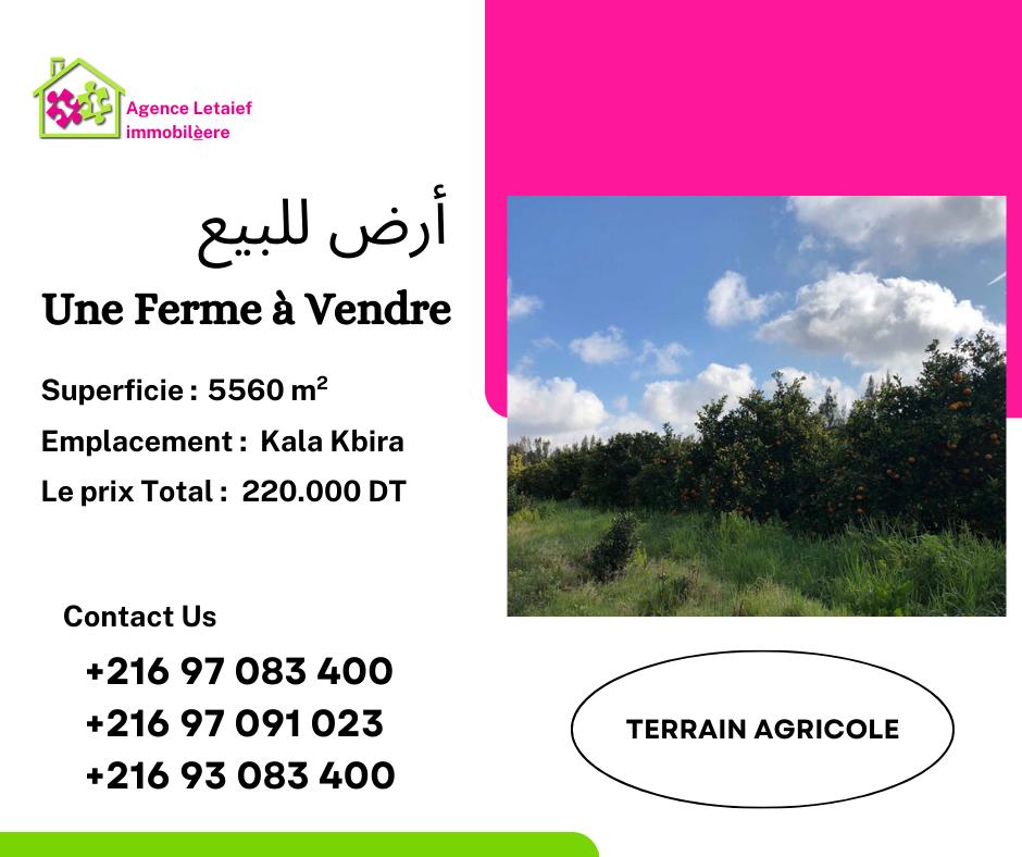 deal tunisie annonce