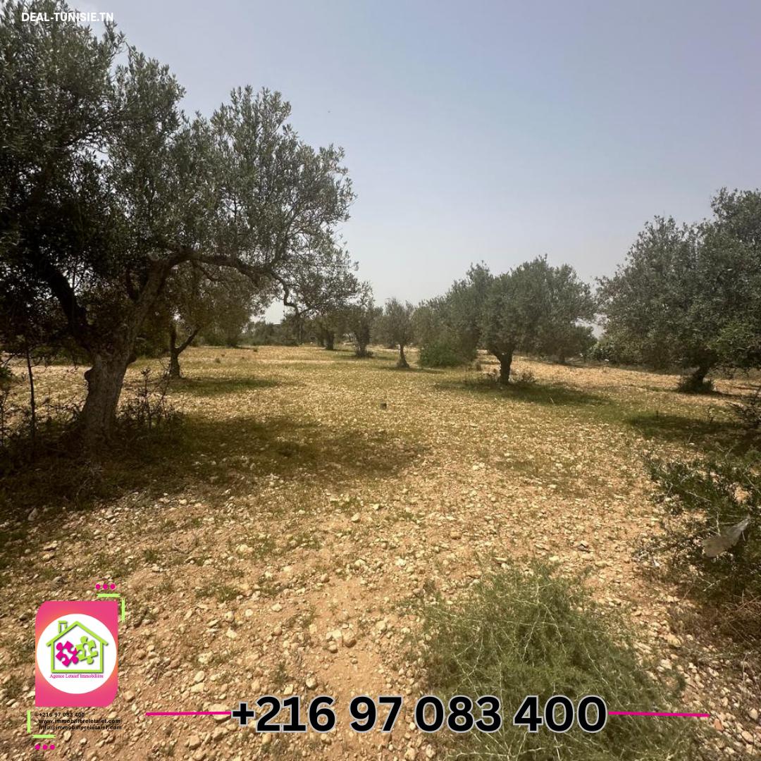 Image Annonce Deal-tunisie